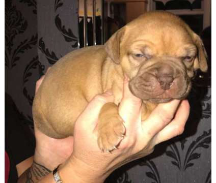 Very Big Handsome Male Bull Mastiff Puppies