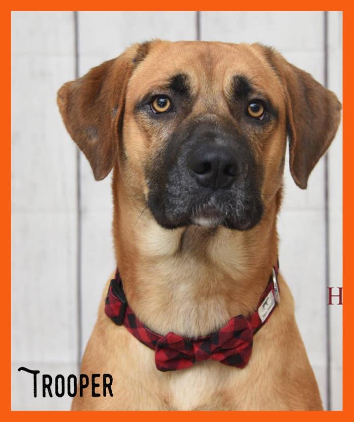 Adopt Trooper a Red/Golden/Orange/Chestnut Labrador Retriever / Boxer / Mixed