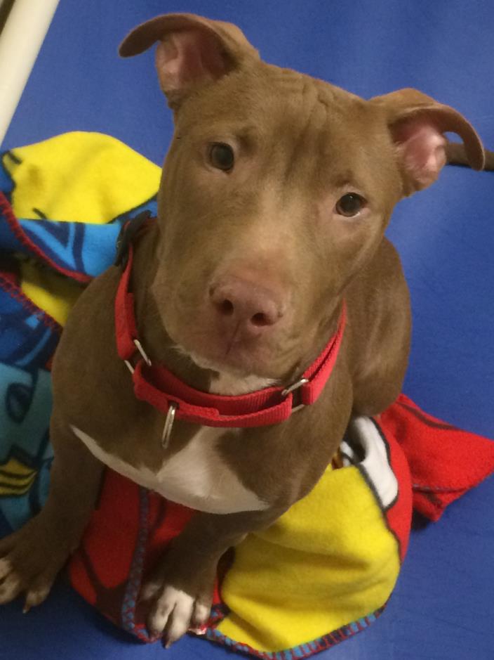 Adopt Pepsi a Brown/Chocolate - with White Pit Bull Terrier / Mixed dog in