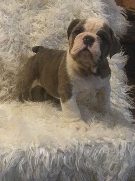 Bulldog PUPPY FOR SALE ADN-110375 - Liliac