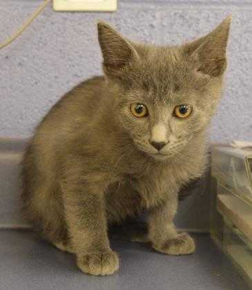 Adopt 56462 a Gray or Blue Domestic Shorthair / Domestic Shorthair / Mixed cat
