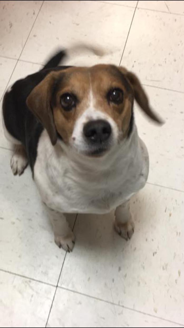 Adopt Bojangles a Tricolor (Tan/Brown & Black & White) Beagle / Mixed dog in