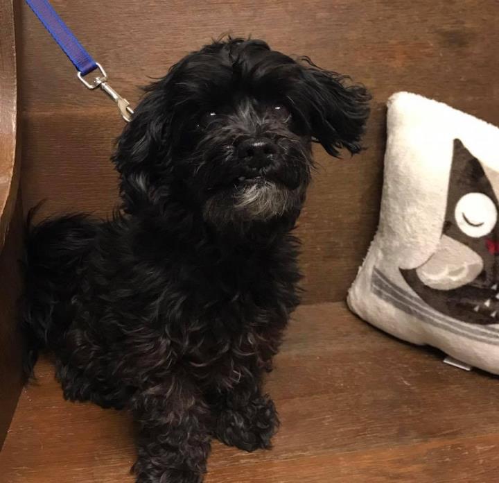 Adopt Sammie a Black Poodle (Miniature) / Mixed dog in Whitehall, PA (20576560)