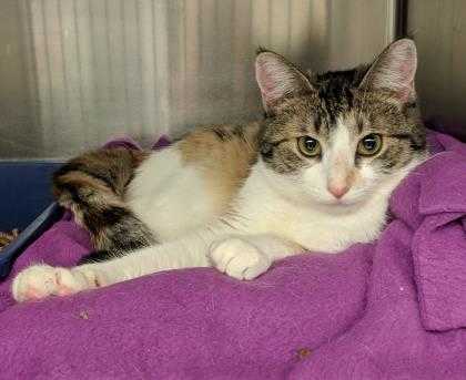 Adopt Allegra a White Domestic Shorthair / Domestic Shorthair / Mixed cat in