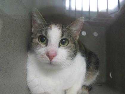 Adopt Scared Toto a Orange or Red Domestic Shorthair / Domestic Shorthair /