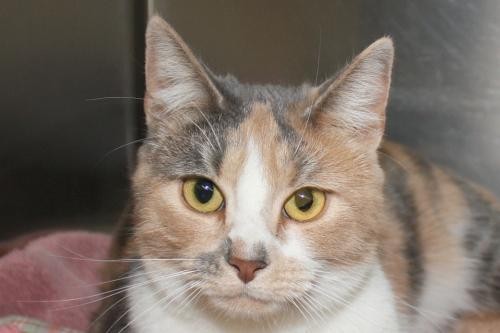 Adopt Misfit a Calico or Dilute Calico Calico / Mixed (short coat) cat in Salem