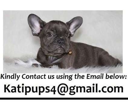 Aawesome Akc French Bulldog Puppies For Sale
