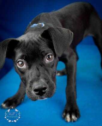 Adopt Joy - 041810L a Black Labrador Retriever / Mixed dog in Tupelo