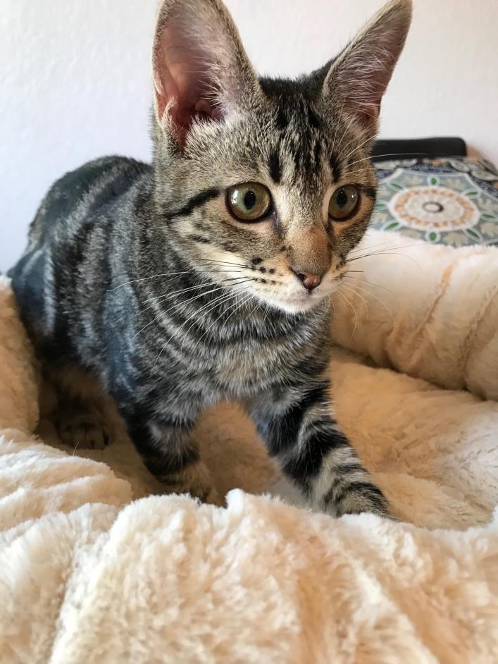Adopt Kato a Brown Tabby Domestic Shorthair (short coat) cat in Chandler