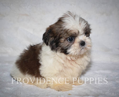 Shih Tzu PUPPY FOR SALE ADN-60685 - Sweet Shih Tzu puppy
