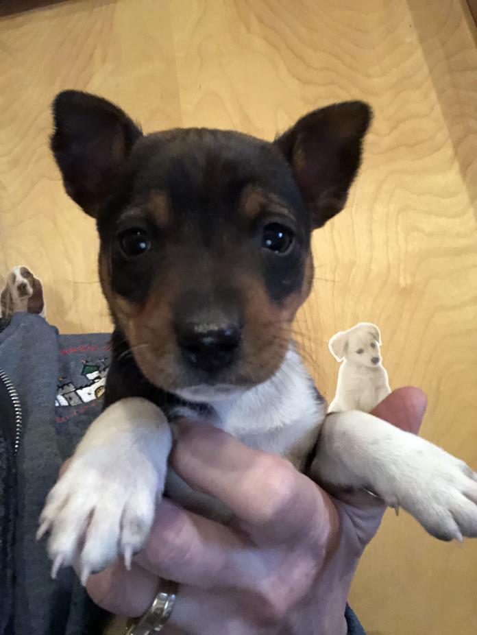 Adopt Harvy a Black - with Brown, Red, Golden, Orange or Chestnut Jack Russell