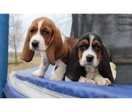 H W Poster Basset Hound Puppies For Sale