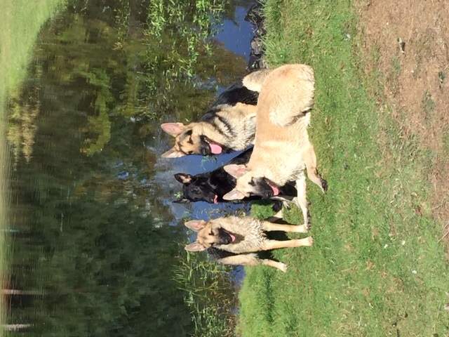 Rare Amazing Shepherd, Service Dog Training