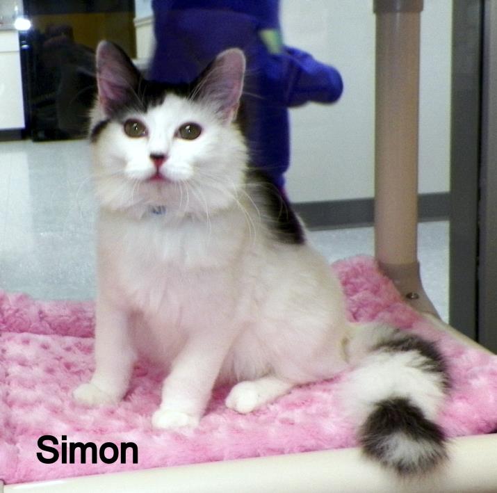 Adopt Simon a Domestic Long Hair