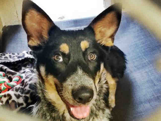 Adopt MARCY a Australian Cattle Dog / Blue Heeler