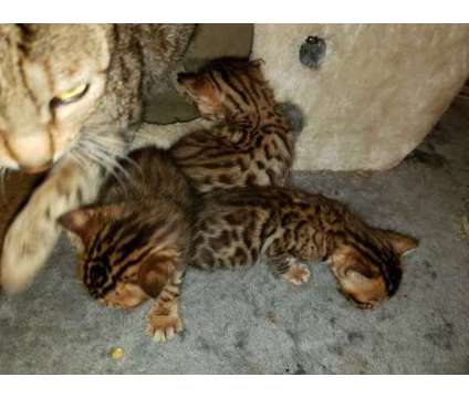 fdfngx Bengal kittens available
