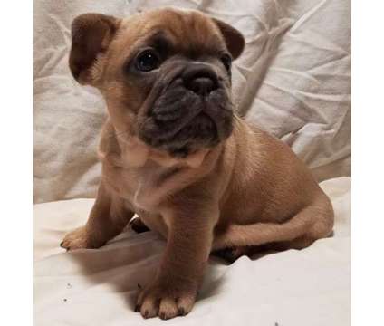 AKC French Bulldog Christmas Puppies