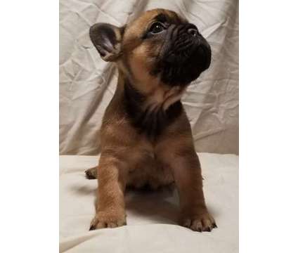 AKC French Bulldog Christmas Puppies