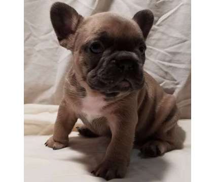 AKC French Bulldog Christmas Puppies