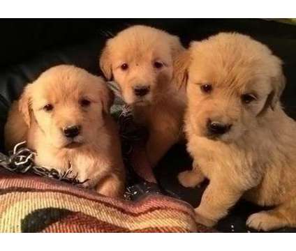 C P Hank Golden Retriever Puppies For Sale