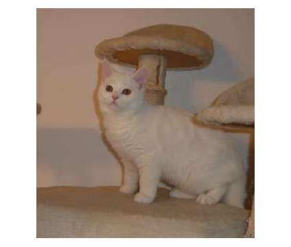Registered, Straight Ear, White, Scottish Fold kitten, Short hair