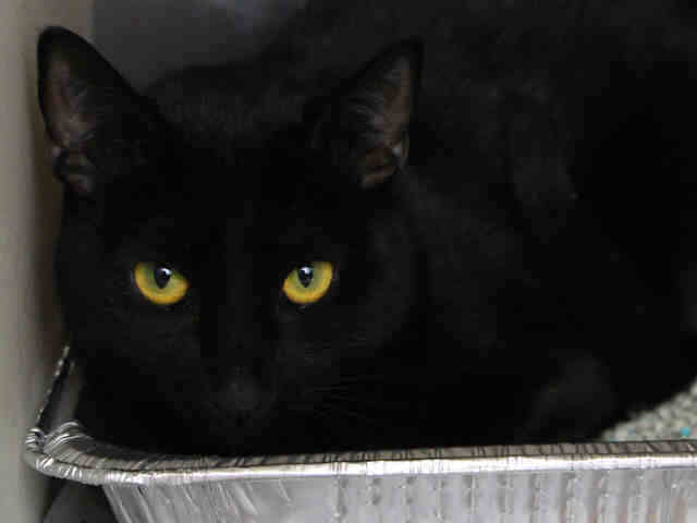 Adopt RAVEN a All Black Domestic Shorthair / Mixed (short coat) cat in