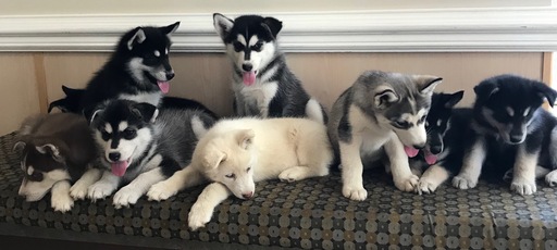 Siberian Husky PUPPY FOR SALE ADN-60649 - Siberian Husky Puppy