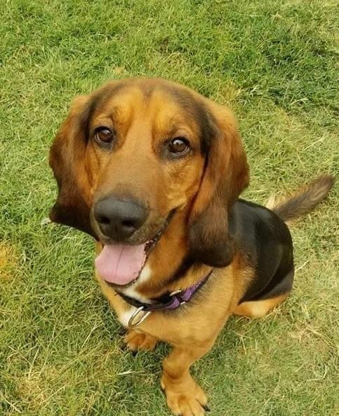 Adopt Fred a Brown/Chocolate - with Black Basset Hound / Mixed dog in Los Banos