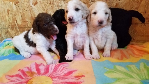 Poodle (Standard) PUPPY FOR SALE ADN-111233 - Standard poodle puppies