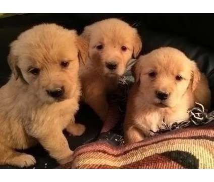 M P Dilute Golden Retriever Puppies For Sale