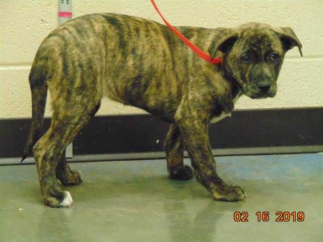 Adopt GRAVY a Brindle - with White Mixed Breed (Medium) / Mixed dog in Memphis