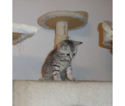 Registered, Scottish Fold, Straight Ear, Mackerel Tabby Kittens