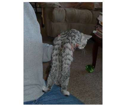 Registered, Scottish Fold, Straight Ear, Mackerel Tabby Kittens