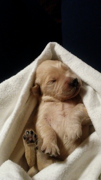 Golden Retriever PUPPY FOR SALE ADN-110379 - AKC Golden Retriever Puppies