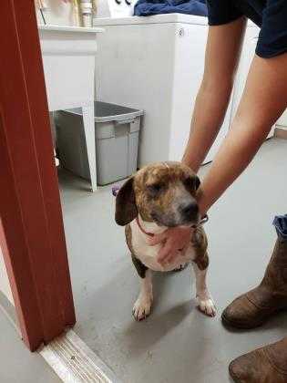 Adopt stripes a Brindle Beagle / Mixed dog in Amelia, VA (24163380)