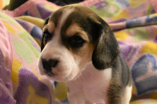 Beagle PUPPY FOR SALE ADN-111244 - Beautiful AKC Beagle Puppies