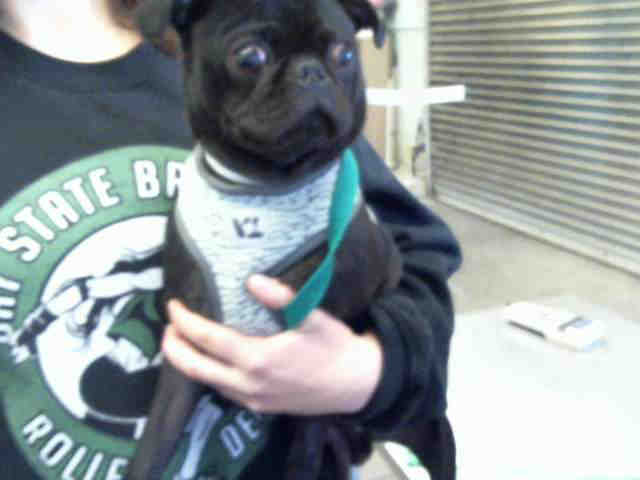 Adopt SHADOW a Pug