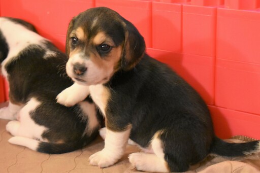 Beagle PUPPY FOR SALE ADN-111245 - Beautiful AKC Beagle Puppies