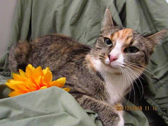 Adopt *SWEETPEA a Calico or Dilute Calico Domestic Shorthair / Mixed (short