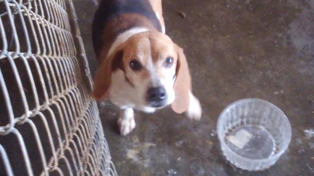 Free Beagle Good Hunting Dog and Pet