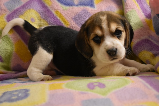 Beagle PUPPY FOR SALE ADN-111243 - Beautiful AKC Beagle Puppies