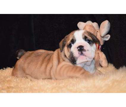 trtdysths AKC registered GEnglish bulldog puppies available
