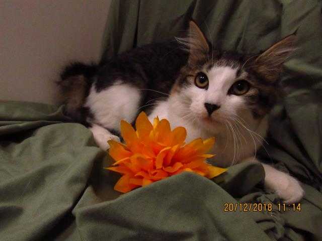 Adopt *DELLA a Brown Tabby Domestic Mediumhair / Mixed (medium coat) cat in
