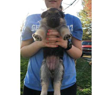 Ckc Registered German Shepherd Puppies for Sale