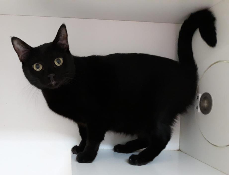 Adopt MIDNIGHT a All Black Domestic Shorthair (short coat) cat in Pilot Point