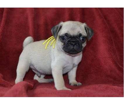 bffdhjyd AKC registered Pug puppies available
