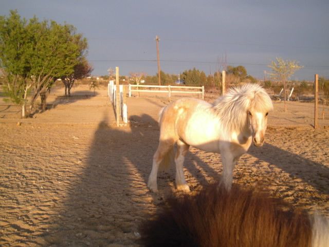 Super talented Icelandic palomino pinto mare