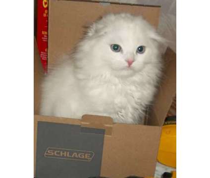 Registered, Folded Ear, White, Scottish Fold kittens Long and Short hair
