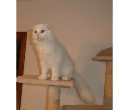 Registered, Folded Ear, White, Scottish Fold kittens Long and Short hair