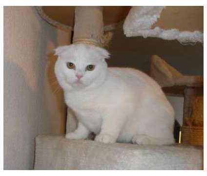 Registered, Folded Ear, White, Scottish Fold kittens Long and Short hair